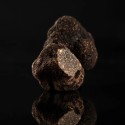 Mélanosporum Cat 2