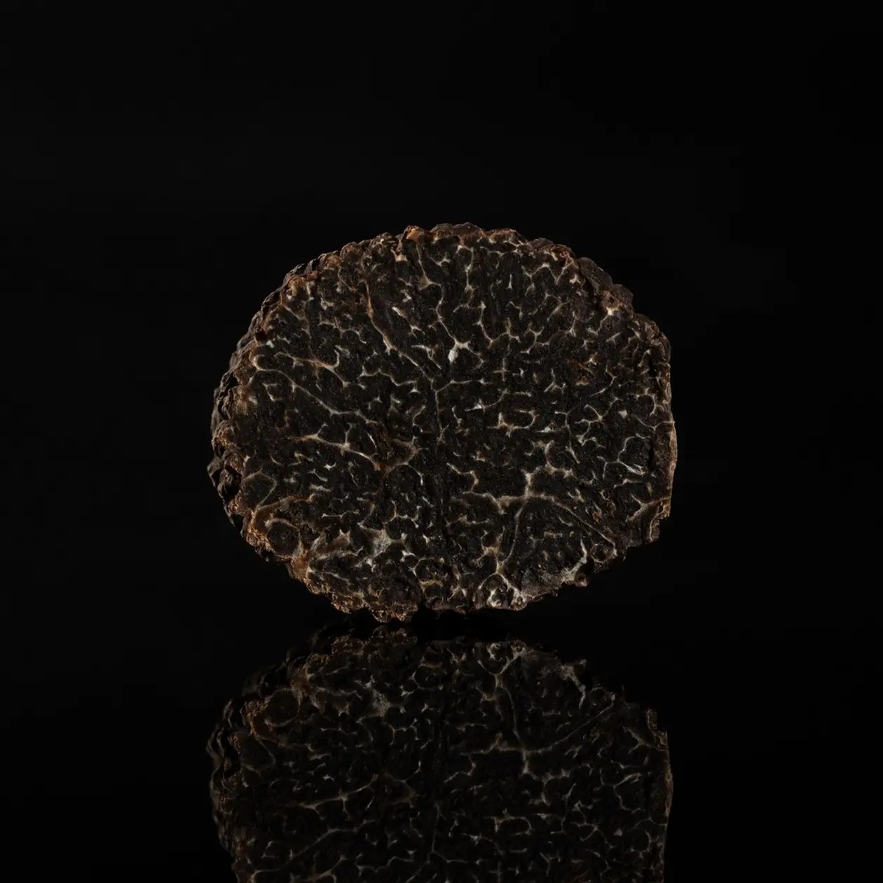 Mélanosporum Cat Extra