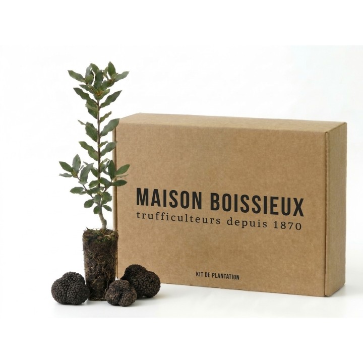 Kit de plantation de chêne truffier | Idée cadeau