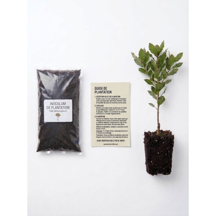 Kit de plantation de chêne truffier | Idée cadeau
