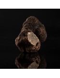 Mélanosporum Cat 2