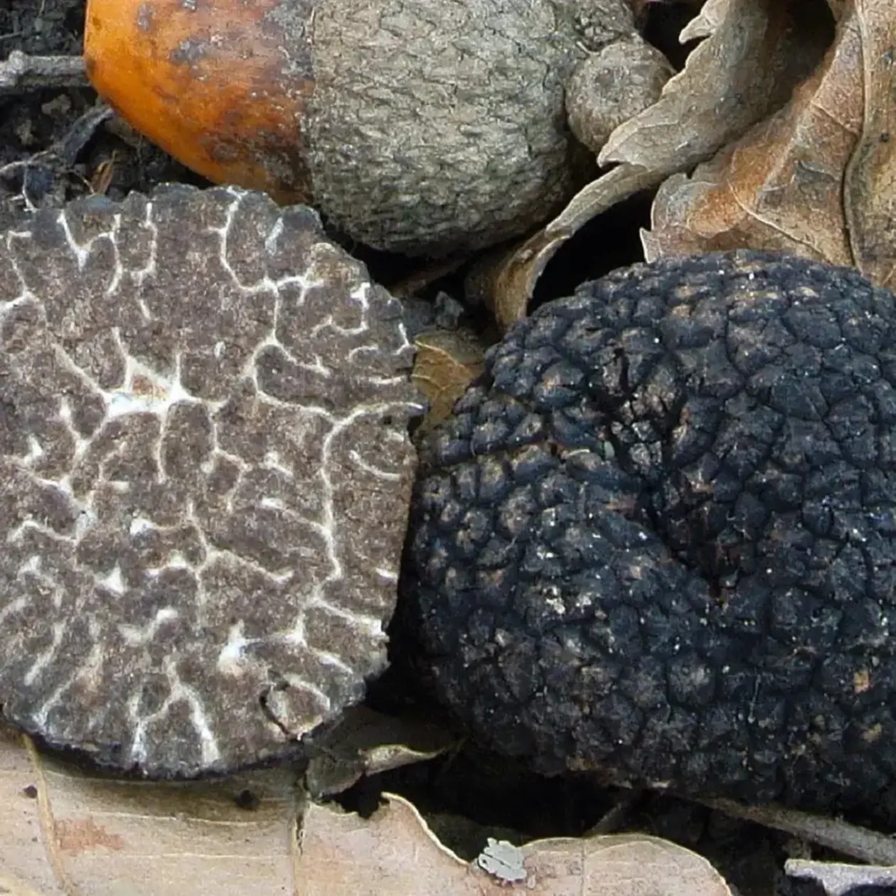 Tuber Brumale Fraîche Cat 1